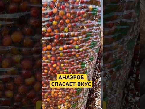 Обложка видео «Как бактерии делают кофе вкусным?»
